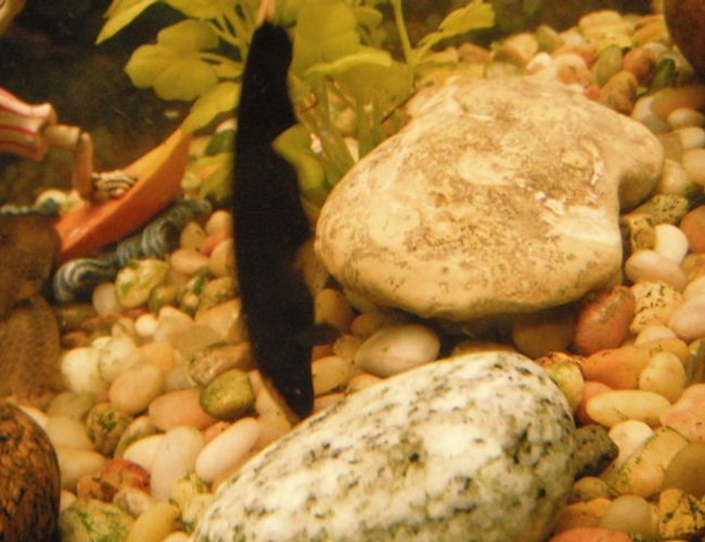 freshwater fish - apteronotus albifrons - black ghost knifefish stocking in 55 gallons tank - Ghost Knife Fish freshwater fish - apteronotus albifrons - black ghost knifefish stocking in 55 gallons tank - Ghost Knife Fish