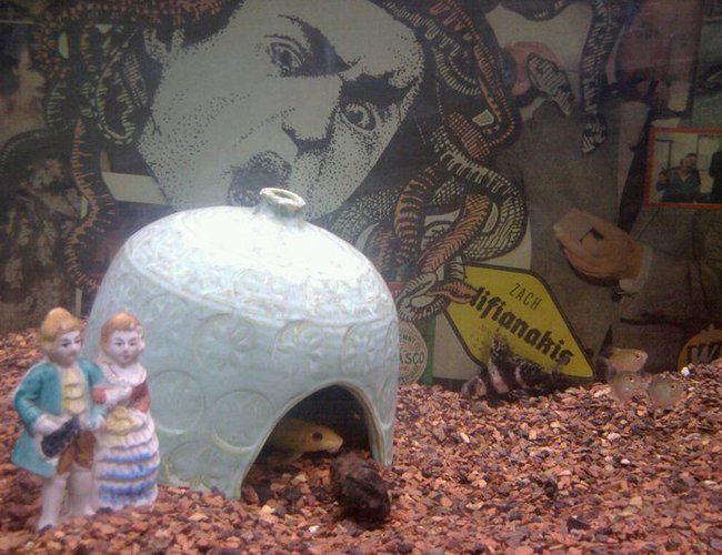freshwater fish - gyrinocheilos aymonieri - gold algae eater stocking in 55 gallons tank - Golden Algae Eater, Hi-fin and balloon tetras freshwater fish - gyrinocheilos aymonieri - gold algae eater stocking in 55 gallons tank - Golden Algae Eater, Hi-fin and balloon tetras