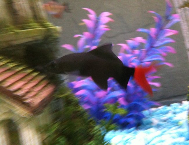 freshwater fish - epalzeorhynchos bicolor - redtail shark stocking in 36 gallons tank - Red Tail Shark. freshwater fish - epalzeorhynchos bicolor - redtail shark stocking in 36 gallons tank - Red Tail Shark.