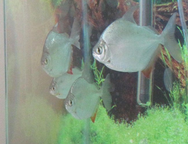 freshwater fish - metynnis argenteus - silver dollar stocking in 55 gallons tank - Silver Dollar School (Rest in Peace all of them) freshwater fish - metynnis argenteus - silver dollar stocking in 55 gallons tank - Silver Dollar School (Rest in Peace all of them)