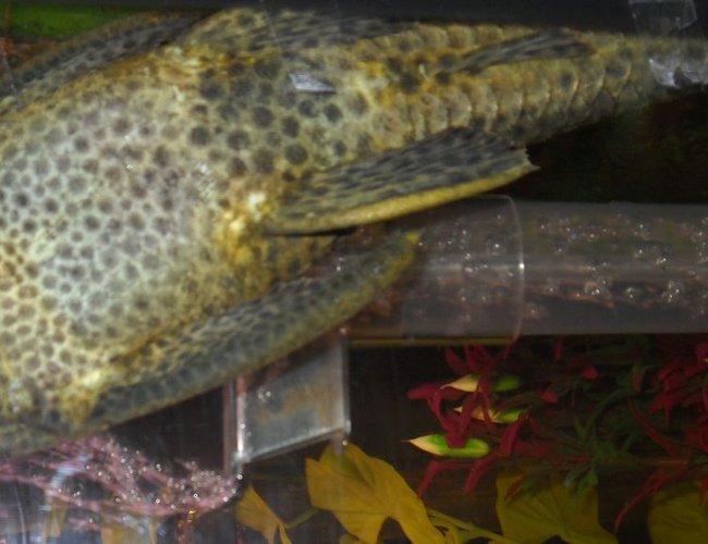 freshwater fish - glyptoperichthys gibbiceps - sailfin pleco (l-83) stocking in 55 gallons tank - pleco freshwater fish - glyptoperichthys gibbiceps - sailfin pleco (l-83) stocking in 55 gallons tank - pleco