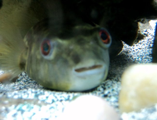 freshwater fish - tetraodon lineatus - fahaka puffer stocking in 90 gallons tank - Fahaka Puffer
Globe Fish freshwater fish - tetraodon lineatus - fahaka puffer stocking in 90 gallons tank - Fahaka Puffer
Globe Fish