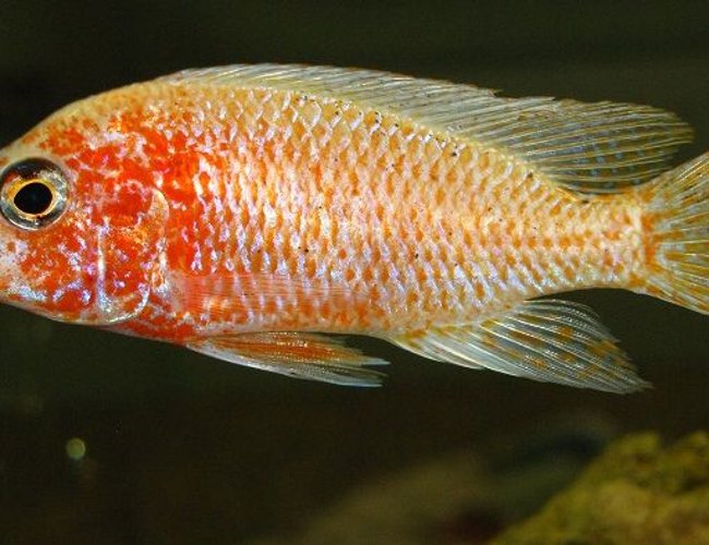 freshwater fish - aulonocara sp. - red orchid stocking in 137 gallons tank - Aulonocara Red Orchid ? freshwater fish - aulonocara sp. - red orchid stocking in 137 gallons tank - Aulonocara Red Orchid ?