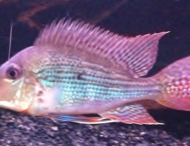 freshwater fish - geophagus jurupari - demon fish stocking in 72 gallons tank - Geophagus Jurupari(old shot) freshwater fish - geophagus jurupari - demon fish stocking in 72 gallons tank - Geophagus Jurupari(old shot)