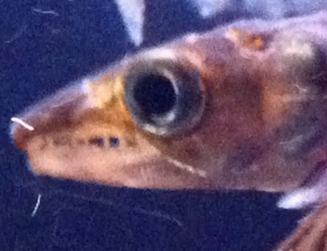 freshwater fish - sphyraena flavicauda - yellowtail barracuda stocking in 72 gallons tank - YellowTail Barracuda (close up) freshwater fish - sphyraena flavicauda - yellowtail barracuda stocking in 72 gallons tank - YellowTail Barracuda (close up)