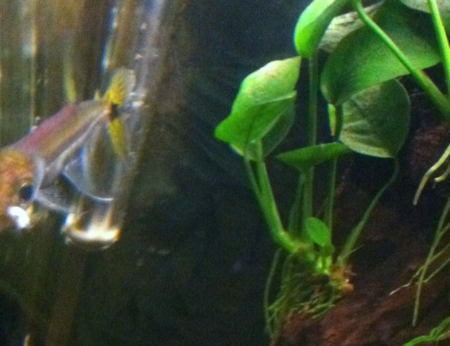 freshwater fish - sphyraena flavicauda - yellowtail barracuda stocking in 72 gallons tank - Yellowtail Barracuda(eating) freshwater fish - sphyraena flavicauda - yellowtail barracuda stocking in 72 gallons tank - Yellowtail Barracuda(eating)