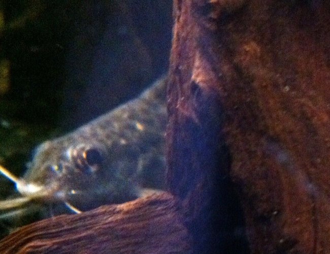 freshwater fish - pimelodus pictus - pictus cat stocking in 72 gallons tank - Pictus Catfish freshwater fish - pimelodus pictus - pictus cat stocking in 72 gallons tank - Pictus Catfish