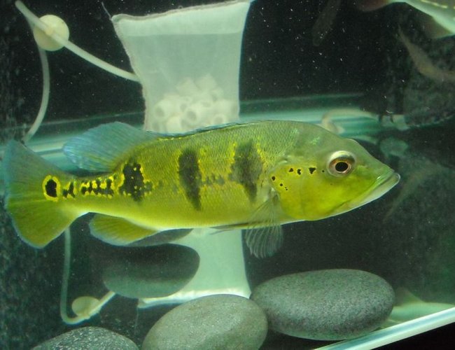 freshwater fish - cichlia ocellaris - peacock bass (ocellaris) stocking in 67 gallons tank - Peacock bass Nov 2010
cicla orinocensis
15"
4ft x 2ft x 2ft tank
430.42 litres / 113.87 gallons
tankmates:
Indo Tigers (datnoides)
Albino Pleco
Red Severum
Marbled Goby
Cicila Tememsis
Barramundi
Oscar freshwater fish - cichlia ocellaris - peacock bass (ocellaris) stocking in 67 gallons tank - Peacock bass Nov 2010
cicla orinocensis
15"
4ft x 2ft x 2ft tank
430.42 litres / 113.87 gallons
tankmates:
Indo Tigers (datnoides)
Albino Pleco
Red Severum
Marbled Goby
Cicila Tememsis
Barramundi
Oscar