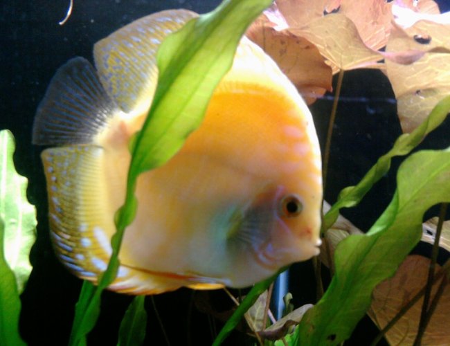 freshwater fish - symphysodon sp. - pigeon blood discus stocking in 135 gallons tank freshwater fish - symphysodon sp. - pigeon blood discus stocking in 135 gallons tank