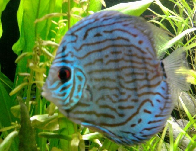 freshwater fish - symphysodon aequifasciata - royal blue discus stocking in 135 gallons tank freshwater fish - symphysodon aequifasciata - royal blue discus stocking in 135 gallons tank