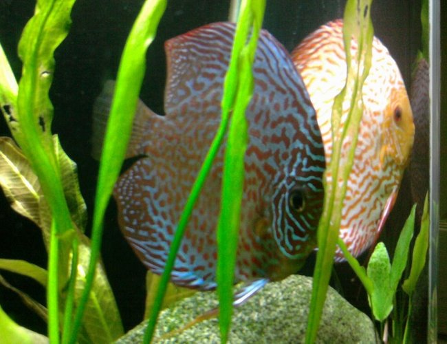 freshwater fish - symphysodon spp. - pigeon blood discus stocking in 135 gallons tank - Ring Leopard/Pigeonblood Pair Discus freshwater fish - symphysodon spp. - pigeon blood discus stocking in 135 gallons tank - Ring Leopard/Pigeonblood Pair Discus