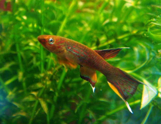 freshwater fish - aphyosemion australe - chocolate lyretail panchax killifish stocking in 25 gallons tank - aphyosemion australe freshwater fish - aphyosemion australe - chocolate lyretail panchax killifish stocking in 25 gallons tank - aphyosemion australe