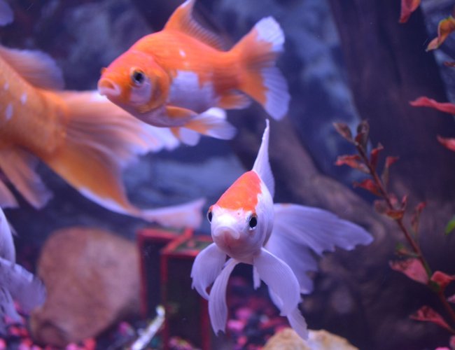 freshwater fish - carassius auratus - fantail goldfish stocking in 75 gallons tank - OUR FISH RECENTLY ENCOUNTERED "TAIL(FIN) ROT", NOW THE'RE BACK BETTER THAN EVER freshwater fish - carassius auratus - fantail goldfish stocking in 75 gallons tank - OUR FISH RECENTLY ENCOUNTERED "TAIL(FIN) ROT", NOW THE'RE BACK BETTER THAN EVER