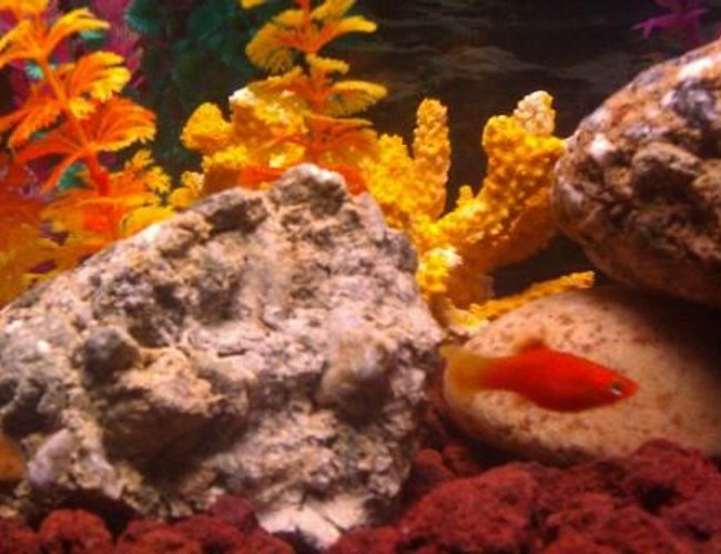 freshwater fish - xiphophorus maculatus - red platy stocking in 110 gallons tank - Platy freshwater fish - xiphophorus maculatus - red platy stocking in 110 gallons tank - Platy