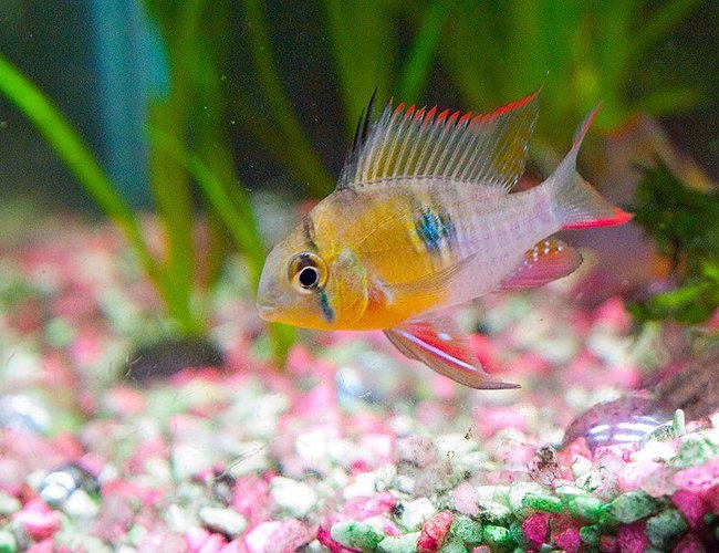 freshwater fish - microgeophagus altispinosa - bolivian ram stocking in 33 gallons tank - Full on display of colour when Bolivian ram is happy freshwater fish - microgeophagus altispinosa - bolivian ram stocking in 33 gallons tank - Full on display of colour when Bolivian ram is happy