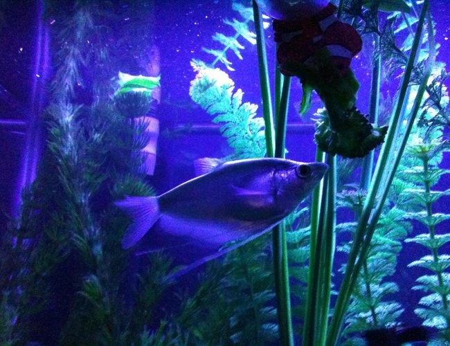 freshwater fish - trichogaster microlepis - moonlight gourami stocking in 55 gallons tank - moonlight gourami (Trichogaster microlepis)under an actinic light in the 55 devouring cooked broccoli.... freshwater fish - trichogaster microlepis - moonlight gourami stocking in 55 gallons tank - moonlight gourami (Trichogaster microlepis)under an actinic light in the 55 devouring cooked broccoli....