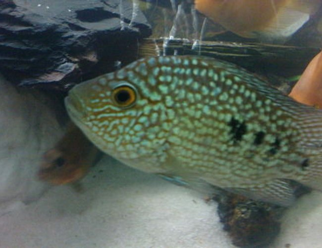 freshwater fish - herichthys cynoguttatus - texas cichlid stocking in 119 gallons tank - texas showing his jewels freshwater fish - herichthys cynoguttatus - texas cichlid stocking in 119 gallons tank - texas showing his jewels