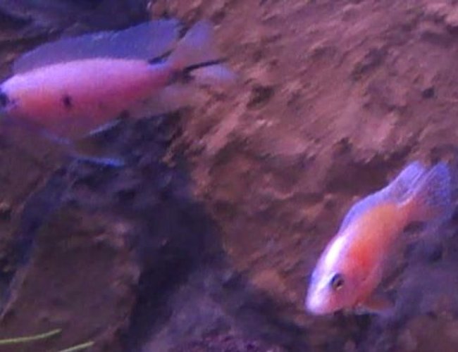 freshwater fish - aulonocara sp. strawberry peacock - strawberry peacock cichlid stocking in 40 gallons tank - Malavi Cichlid freshwater fish - aulonocara sp. strawberry peacock - strawberry peacock cichlid stocking in 40 gallons tank - Malavi Cichlid
