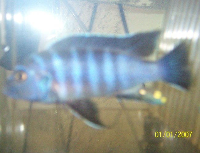 freshwater fish - labeotropheus fuelleborni - fuelleborni cichlid, marmalade stocking in 55 gallons tank - unkown plz help with type he is.. he is a very mean fish and wold like to know name as he is a nice fish freshwater fish - labeotropheus fuelleborni - fuelleborni cichlid, marmalade stocking in 55 gallons tank - unkown plz help with type he is.. he is a very mean fish and wold like to know name as he is a nice fish