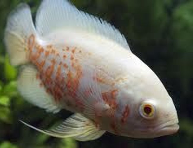 freshwater fish - astronotus ocellatus - albino oscar stocking in 66 gallons tank - Albino Oscar freshwater fish - astronotus ocellatus - albino oscar stocking in 66 gallons tank - Albino Oscar
