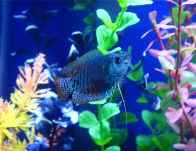 freshwater fish - colisa lalia - dwarf gourami stocking in 55 gallons tank - Dwarf Gourami freshwater fish - colisa lalia - dwarf gourami stocking in 55 gallons tank - Dwarf Gourami