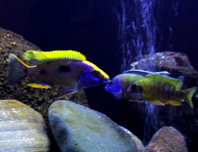 freshwater fish - otopharynx lithobates - sulphur crested lithobate stocking in 65 gallons tank - Moe freshwater fish - otopharynx lithobates - sulphur crested lithobate stocking in 65 gallons tank - Moe