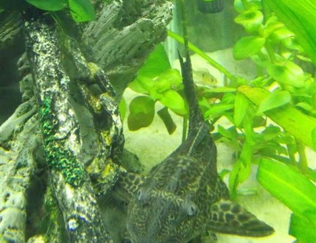 freshwater fish - glyptoperichthys gibbiceps - sailfin pleco (l-83) stocking in 55 gallons tank - Barry the Pleco freshwater fish - glyptoperichthys gibbiceps - sailfin pleco (l-83) stocking in 55 gallons tank - Barry the Pleco