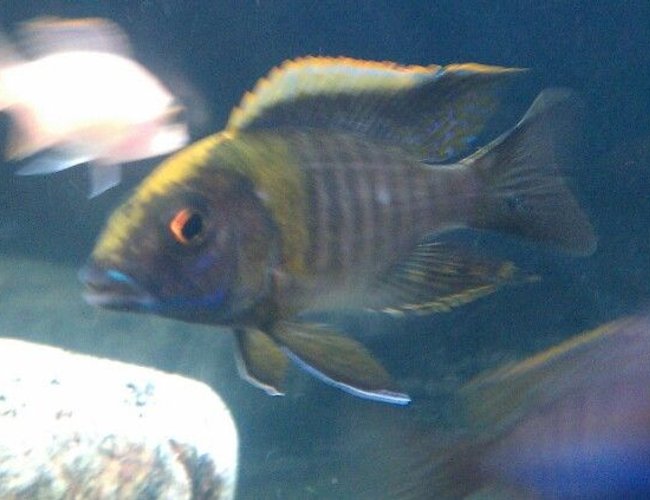 freshwater fish - aulonocara maylandi - sulphur head peacock stocking in 60 gallons tank - Maylandi sulphurhead sweet! freshwater fish - aulonocara maylandi - sulphur head peacock stocking in 60 gallons tank - Maylandi sulphurhead sweet!