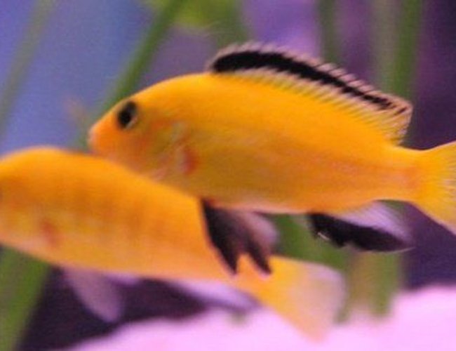 freshwater fish - labidochromis caeruleus - electric yellow cichlid stocking in 50 gallons tank - labs freshwater fish - labidochromis caeruleus - electric yellow cichlid stocking in 50 gallons tank - labs