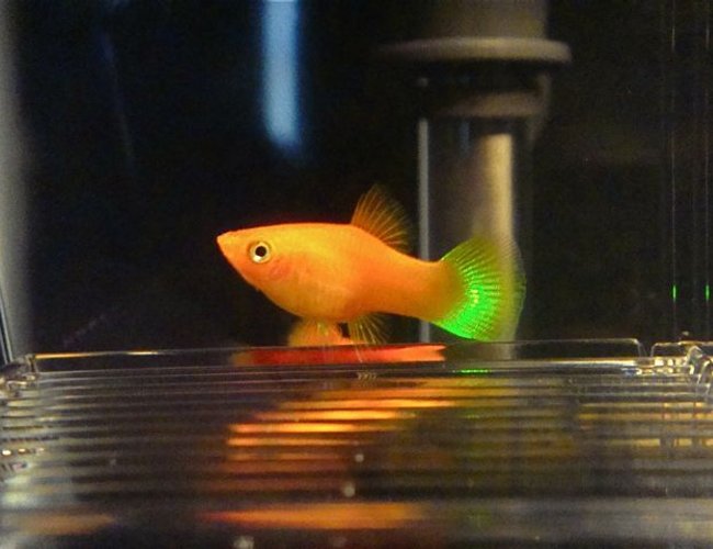 freshwater fish - xiphophorus maculatus - red platy stocking in 55 gallons tank - Red Platy freshwater fish - xiphophorus maculatus - red platy stocking in 55 gallons tank - Red Platy