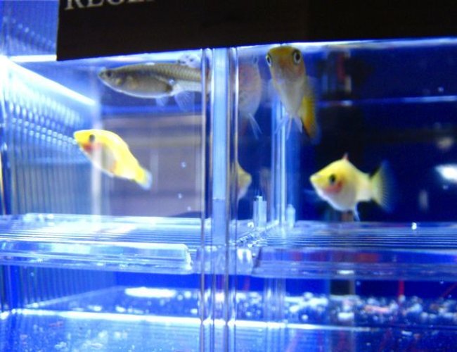 freshwater fish - xiphophorus maculatus - gold twin bar platy stocking in 55 gallons tank - Pregnant Guppy and Gold Twin Bar Platies. freshwater fish - xiphophorus maculatus - gold twin bar platy stocking in 55 gallons tank - Pregnant Guppy and Gold Twin Bar Platies.