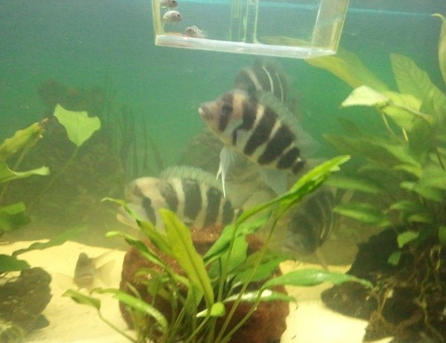 freshwater fish - cyphotilapia frontosa - frontosa cichlid stocking in 63 gallons tank - frontosas freshwater fish - cyphotilapia frontosa - frontosa cichlid stocking in 63 gallons tank - frontosas