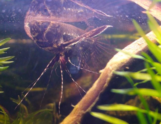 freshwater fish - pantodon buchholzi - african butterflyfish stocking in 29 gallons tank - african butterfly fish freshwater fish - pantodon buchholzi - african butterflyfish stocking in 29 gallons tank - african butterfly fish
