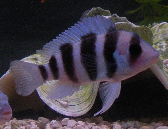 freshwater fish - cyphotilapia frontosa - frontosa cichlid stocking in 125 gallons tank - My Frontosa freshwater fish - cyphotilapia frontosa - frontosa cichlid stocking in 125 gallons tank - My Frontosa