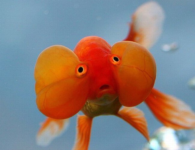 freshwater fish - hoplarchus psittacus - parrot cichlid stocking in 30 gallons tank - not my fish, i will put up pics of my tank soon freshwater fish - hoplarchus psittacus - parrot cichlid stocking in 30 gallons tank - not my fish, i will put up pics of my tank soon