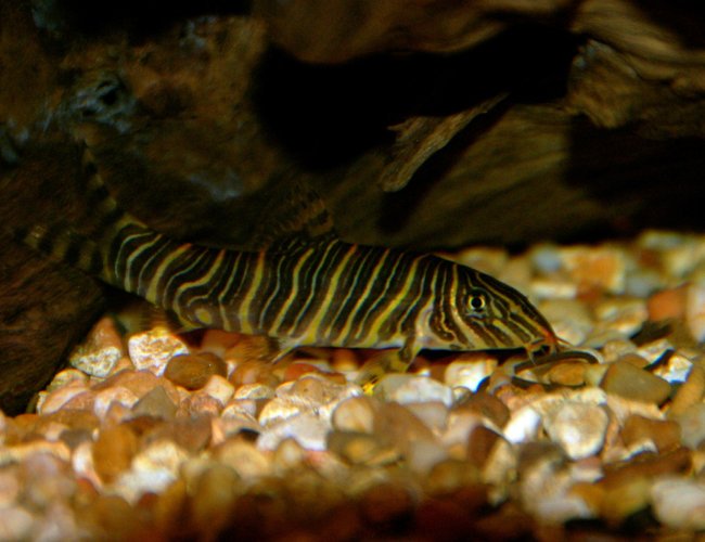 freshwater fish - botia striata - zebra loach stocking in 30 gallons tank - This is one of the 2 Zebra Loachs I have in my tank. Very beautiful fish! freshwater fish - botia striata - zebra loach stocking in 30 gallons tank - This is one of the 2 Zebra Loachs I have in my tank. Very beautiful fish!
