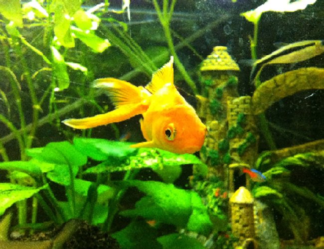 freshwater fish - carassius auratus - goldfish stocking in 52 gallons tank - the common goldfish freshwater fish - carassius auratus - goldfish stocking in 52 gallons tank - the common goldfish