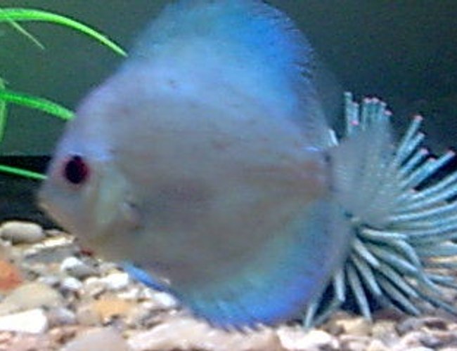 freshwater fish - symphysodon sp. - blue diamond discus stocking in 8 gallons tank - one of my discus fish freshwater fish - symphysodon sp. - blue diamond discus stocking in 8 gallons tank - one of my discus fish