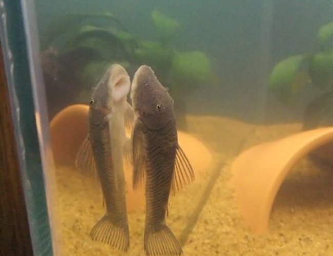 freshwater fish - chaetostoma cf. thomsoni - rubbernose/bulldog pleco (l187b) stocking in 25 gallons tank - My rubbernose/bulldog pleco, Dugong. freshwater fish - chaetostoma cf. thomsoni - rubbernose/bulldog pleco (l187b) stocking in 25 gallons tank - My rubbernose/bulldog pleco, Dugong.