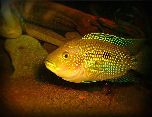 freshwater fish - nandopsis octofasciatum - jack dempsey - jack dempsey freshwater fish - nandopsis octofasciatum - jack dempsey - jack dempsey
