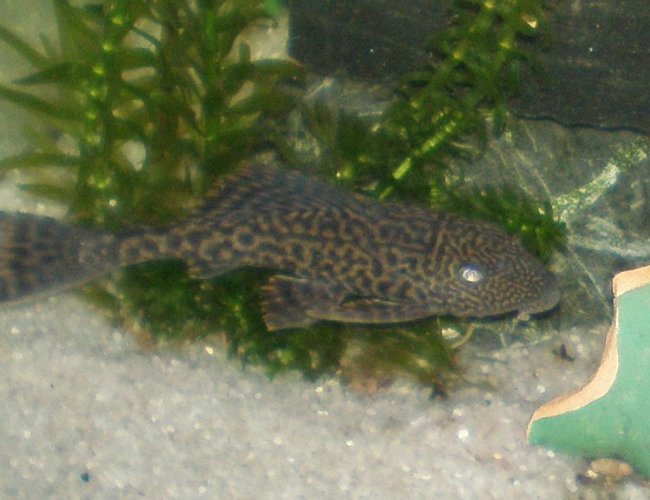 freshwater fish - glyptoperichthys gibbiceps - sailfin pleco (l-83) stocking in 30 gallons tank - My Pleco/Suckerfish Named -Dyson freshwater fish - glyptoperichthys gibbiceps - sailfin pleco (l-83) stocking in 30 gallons tank - My Pleco/Suckerfish Named -Dyson