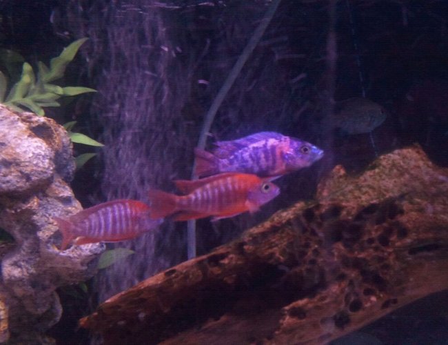freshwater fish - aulonocara hansbaenschi - red peacock cichlid stocking in 100 gallons tank - some of our peackocks.. ohh and a skat fish in back. freshwater fish - aulonocara hansbaenschi - red peacock cichlid stocking in 100 gallons tank - some of our peackocks.. ohh and a skat fish in back.