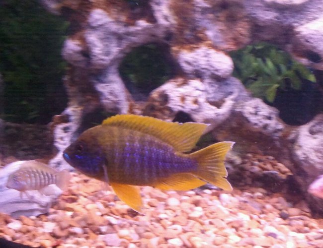 freshwater fish - aulonocara mamelela - lemon jake stocking in 100 gallons tank - OUR lemon jake- go LSU oh and goby freshwater fish - aulonocara mamelela - lemon jake stocking in 100 gallons tank - OUR lemon jake- go LSU oh and goby