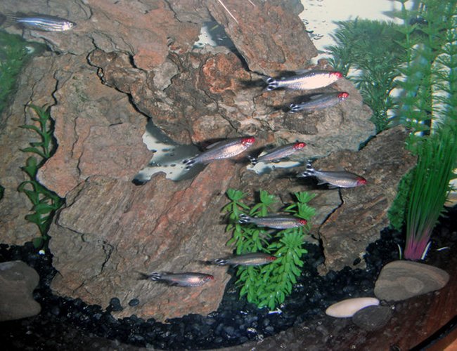 freshwater fish - hemigrammus bleheri - true rummynose tetra stocking in 26 gallons tank - My school of eight Rummy Nose Tetras. The lone Zebra Danio thinks he is one of them. freshwater fish - hemigrammus bleheri - true rummynose tetra stocking in 26 gallons tank - My school of eight Rummy Nose Tetras. The lone Zebra Danio thinks he is one of them.