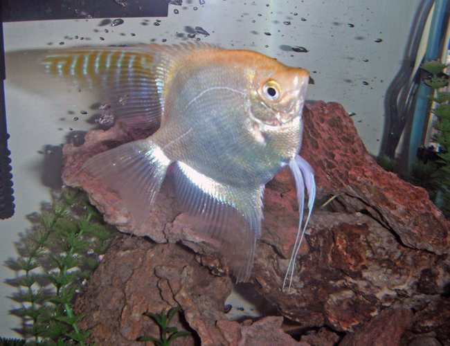 freshwater fish - pterophyllum scalare - sunset blushing veil angelfish stocking in 26 gallons tank - My one year-old Angelfish Lieutenant Shiny Sides. 4 inches tall, always seeking more food and attention. freshwater fish - pterophyllum scalare - sunset blushing veil angelfish stocking in 26 gallons tank - My one year-old Angelfish Lieutenant Shiny Sides. 4 inches tall, always seeking more food and attention.
