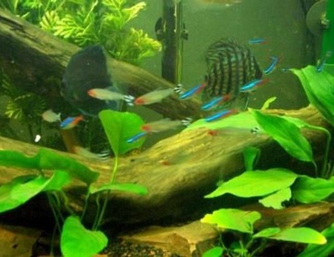 freshwater fish - hemigrammus bleheri - true rummynose tetra stocking in 55 gallons tank - some neon, and rummy nose tetras with discus in background freshwater fish - hemigrammus bleheri - true rummynose tetra stocking in 55 gallons tank - some neon, and rummy nose tetras with discus in background