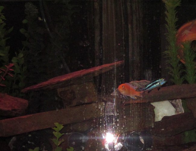 freshwater fish - aulonocara sp. - strawberry peacock cichlid stocking in 46 gallons tank freshwater fish - aulonocara sp. - strawberry peacock cichlid stocking in 46 gallons tank