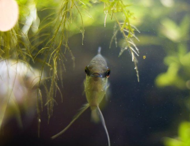 freshwater fish - mesonauta festivus - festive cichlid stocking in 75 gallons tank - My festive cichlid. freshwater fish - mesonauta festivus - festive cichlid stocking in 75 gallons tank - My festive cichlid.