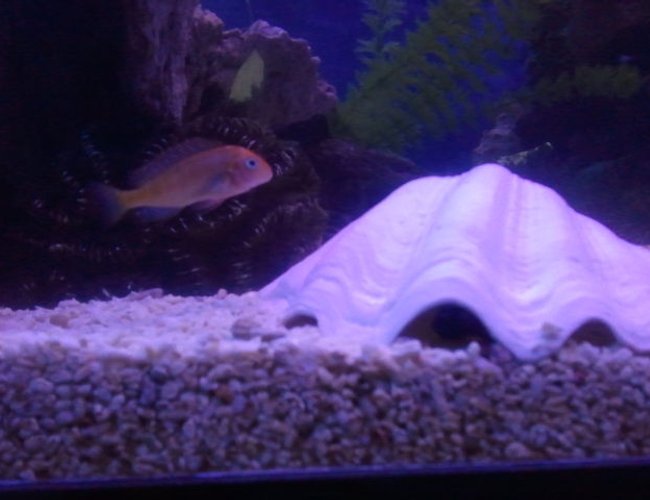 freshwater fish - pseudotropheus demasoni - demasoni cichlid stocking in 300 gallons tank - pseudotroph demasoni making a home
under a shell. freshwater fish - pseudotropheus demasoni - demasoni cichlid stocking in 300 gallons tank - pseudotroph demasoni making a home
under a shell.