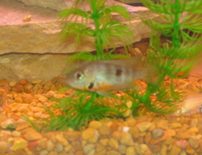 freshwater fish - thorichthys meeki - firemouth cichlid stocking in 29 gallons tank - fire mouth cichlid freshwater fish - thorichthys meeki - firemouth cichlid stocking in 29 gallons tank - fire mouth cichlid
